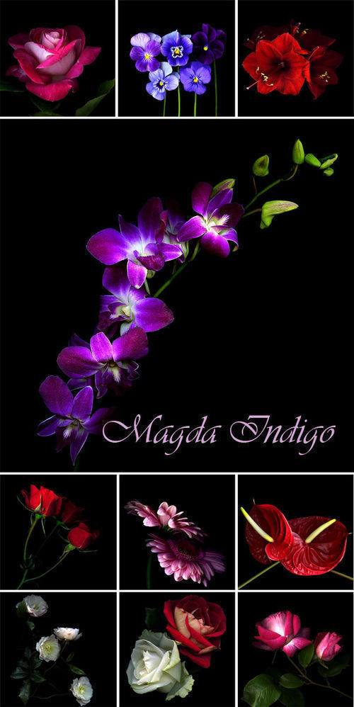 Фотоработы Magda Indigo "Flowers"