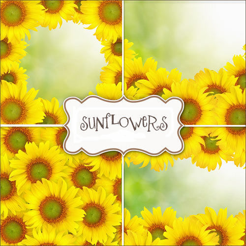 Летние фоны "Подсолнухи" - "Sunflowers"