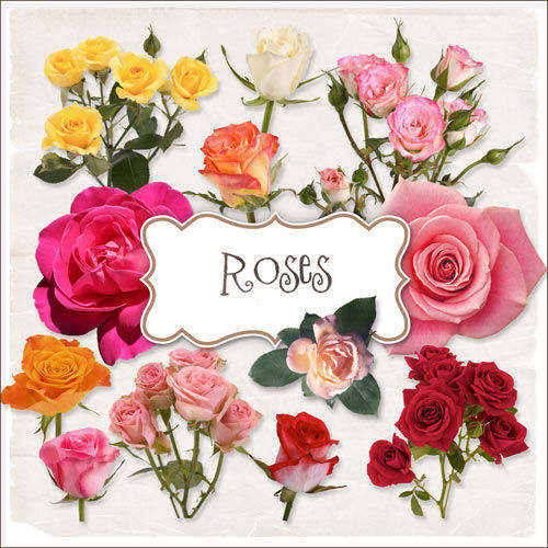 Скрап-набор "Разноцветные розы" - "Roses"