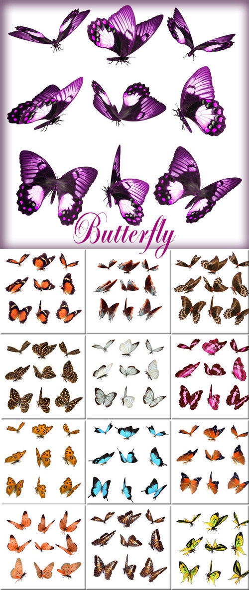 Сборка клипарта "Butterfly" - "Бабочки"