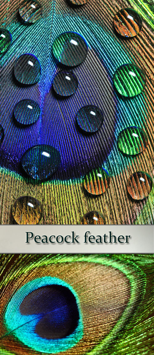 Сборка высококачественного растрового клипарта "Павлинье перо" - "Peacock feather"