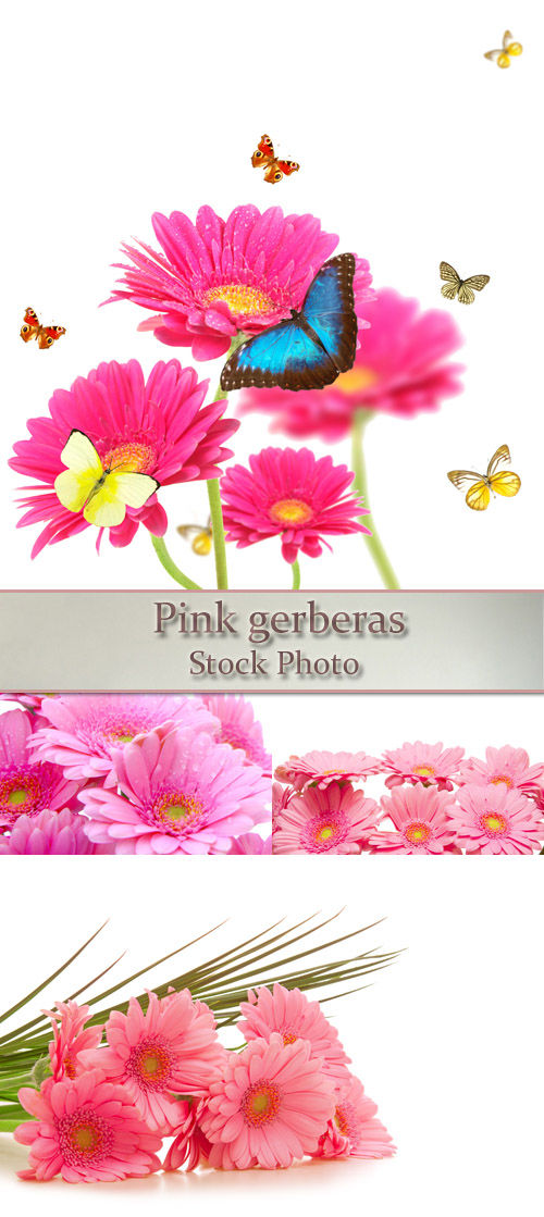 Высококачественный растровый клипарт "Розовые герберы" - "Pink gerberas"
