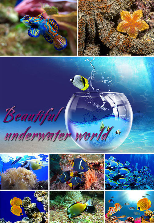 Обитатели подводного мира  - подборка высококачественных фотографий