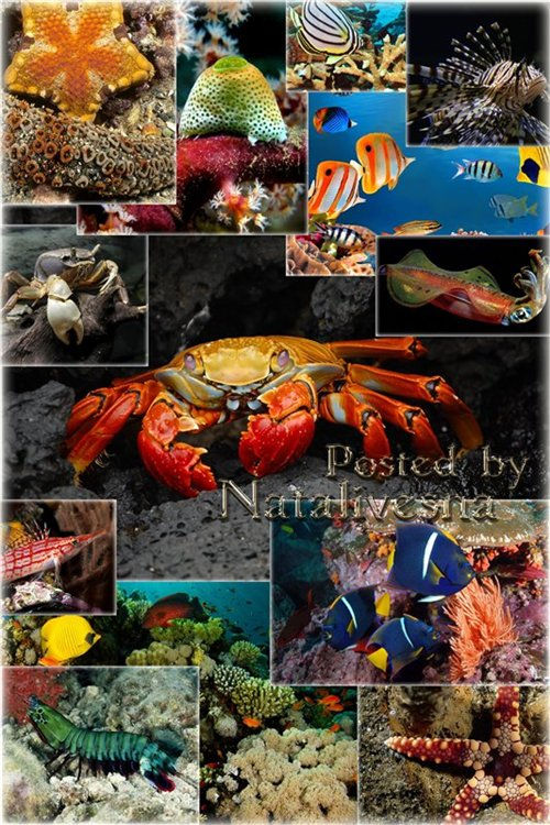Сборка обоев на рабочий стол "Красивые обитатели моря: креветки, кальмар, морская звезда, рыбки"