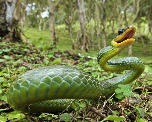 Сборка растрового клипарта "Змеи, черепахи, лягушки, крокодилы и ящеры"
