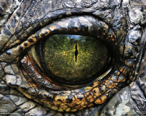 Сборка растрового клипарта "Змеи, черепахи, лягушки, крокодилы и ящеры"