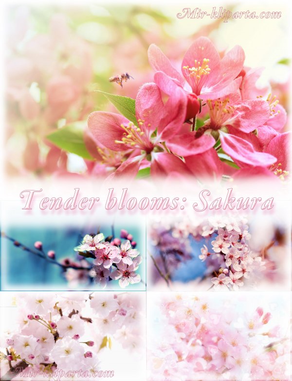 Подборка HQ-фонов "Tender blooms: Sakura" - "Нежное цветение: Сакура"