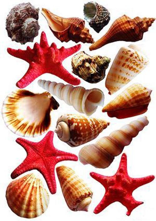 Коллекция морских звезд и раковин