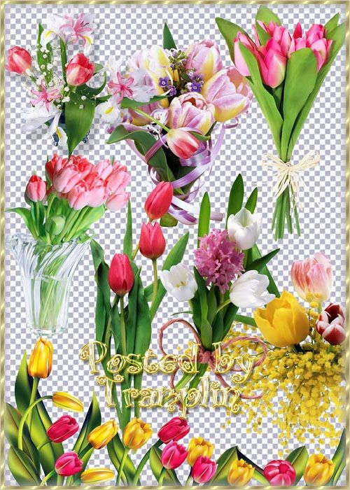Клипарт на прозрачном фоне "Разноцветные тюльпаны"