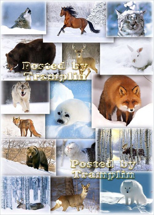 Фотоклипарт "Животные зимой"