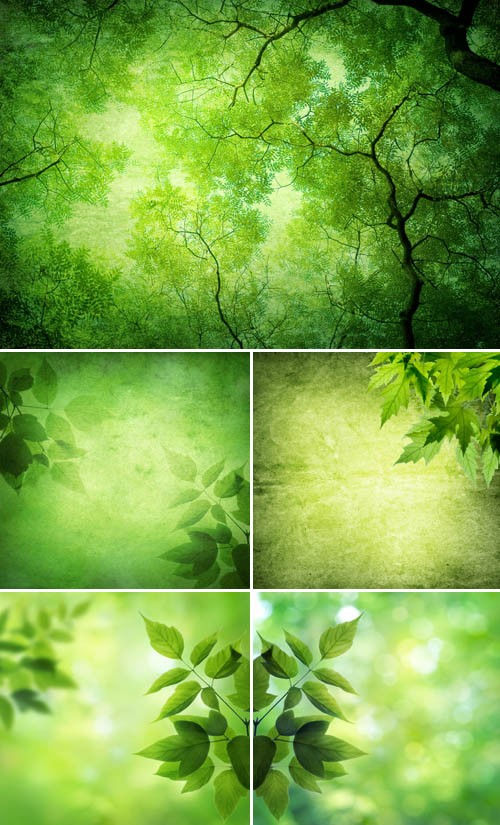 Подборка высококачественных фонов "Зеленые листья и блики"