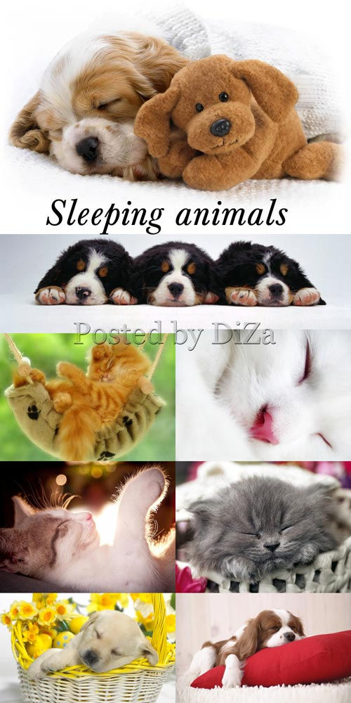 Спящие животные