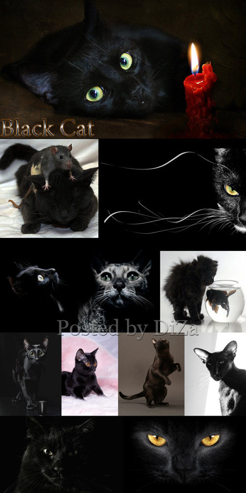 Фотоподборка "Черные кошки и коты"