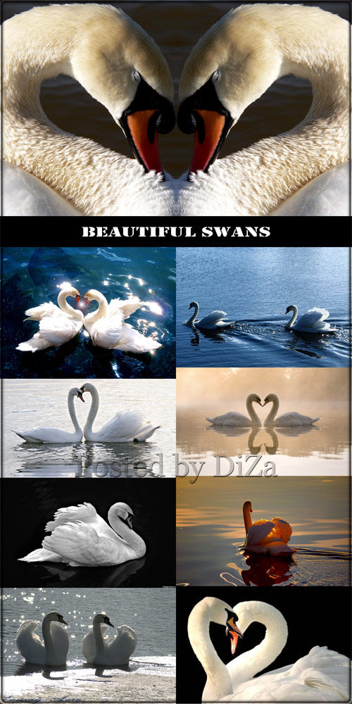 Фотоподборка "Прекрасные лебеди"