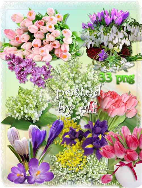 Весенние цветы - подснежники, крокусы, тюльпаны, мимоза, сирень на прозрачном фоне