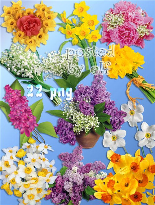  Нарциссы, ландыши, сирень - весенние цветы на прозрачном фоне