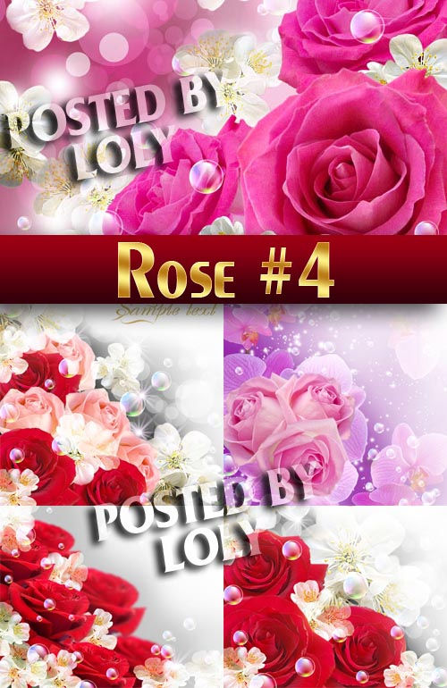 Прекрасные розы #4 - Растровый клипарт