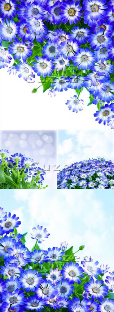 Букет нежных синих цветов/ Bunch of blue flowers - Stock photo