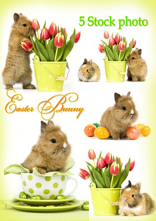 Пасхальные кролики и тюльпаны - Растровый клипарт 