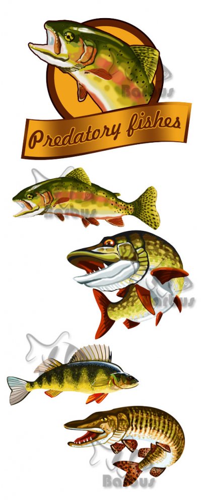 Predatory fishes / Хищная рыба - Vector stock