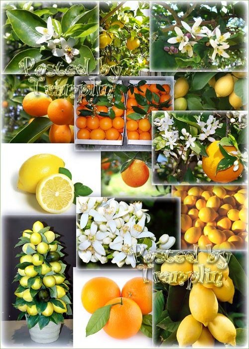 Растровый Клипарт – Апельсины, мандарины, лимоны