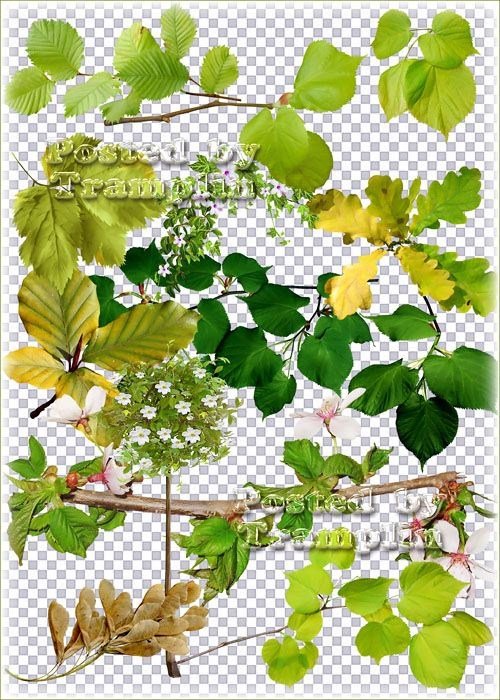 Клипарт в Png – Зелень, листья, дерево