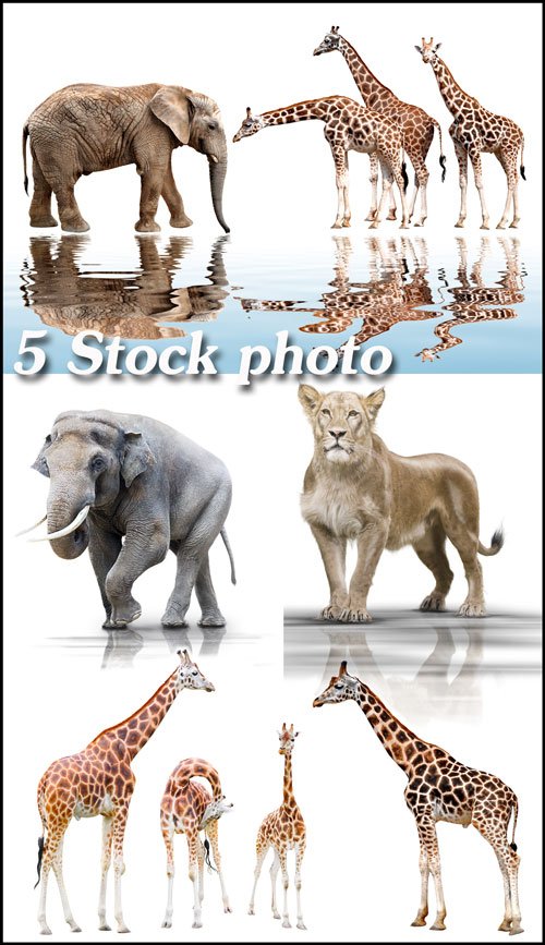 Жирафы, слоны, лев на белом фоне - растровый клипарт 