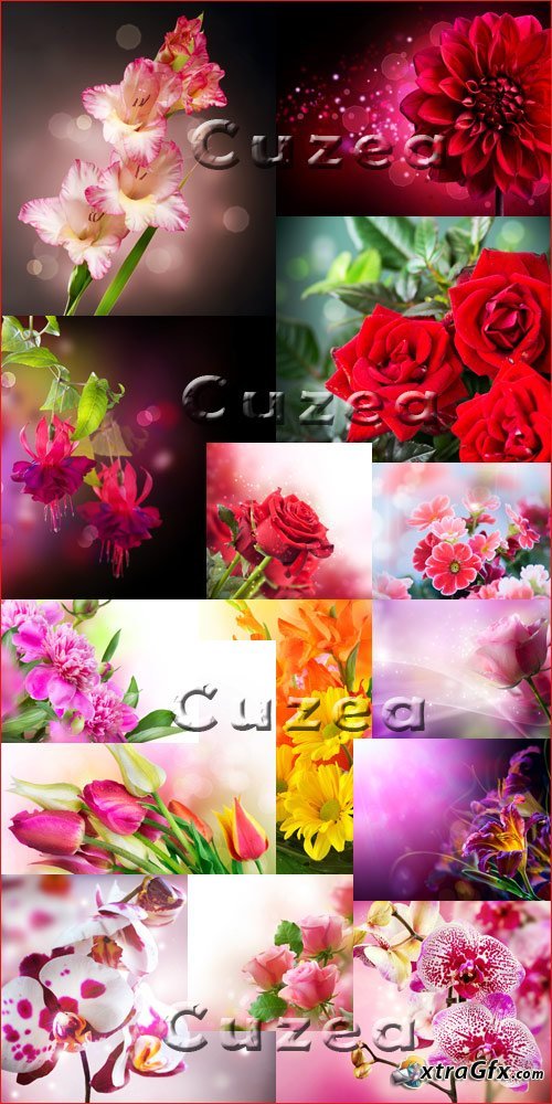 Коллекция цветов - Stock photo