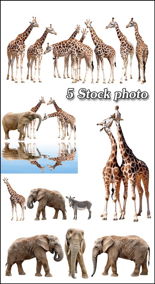 Животные, жираф, слон, зебра - растровый клипарт