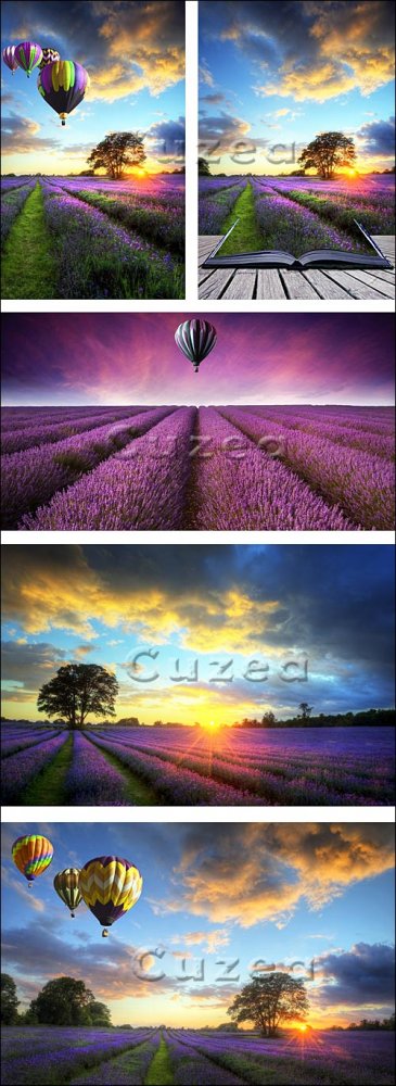 Лавандовое поле и воздушный шар/ Lavender Fields and ballons - Stock photo