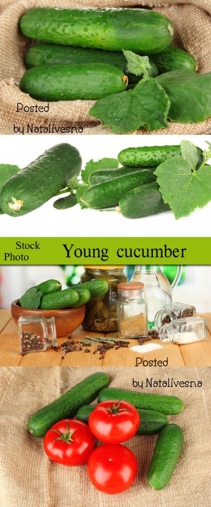 Молодые огурчики / Young cucumbers - Stock photo 