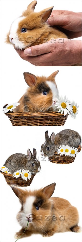 Ручной кролик в корзинке/ Little spring rabbit in a basket - stock photo
