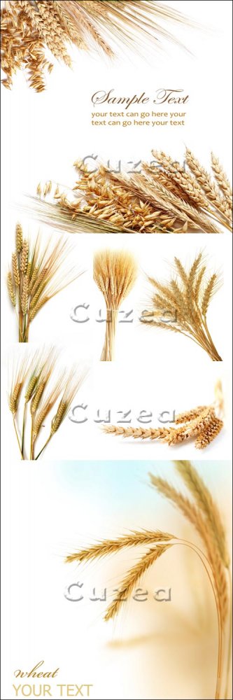 Колосья пшеницы/ Wheat ears - Stock photo