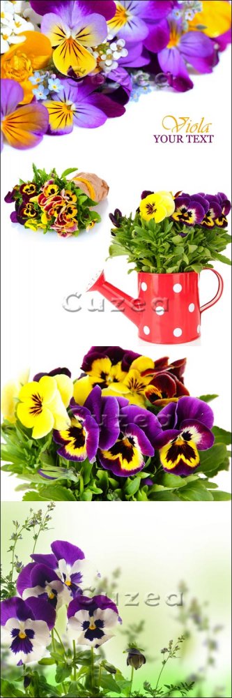 Фиолетовые цветы на белом фоне/ Viola on white background - Stock photo