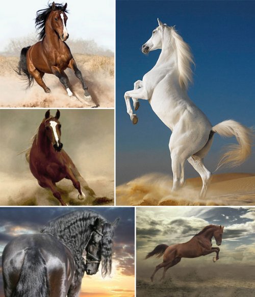 Фотосток: животные - лошади, кони, скакуны