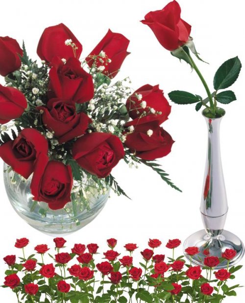 Фотосток: цветы - розы красные и алые
