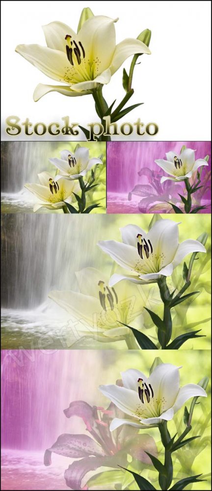 Лилии на фоне водопада / Lily on the background of a waterfall - Raster clipart