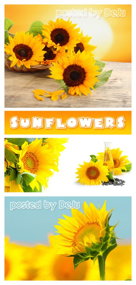 Высококачественный фотосток "Солнечные подсолнухи" | Stock Photos HQ Sunflowers