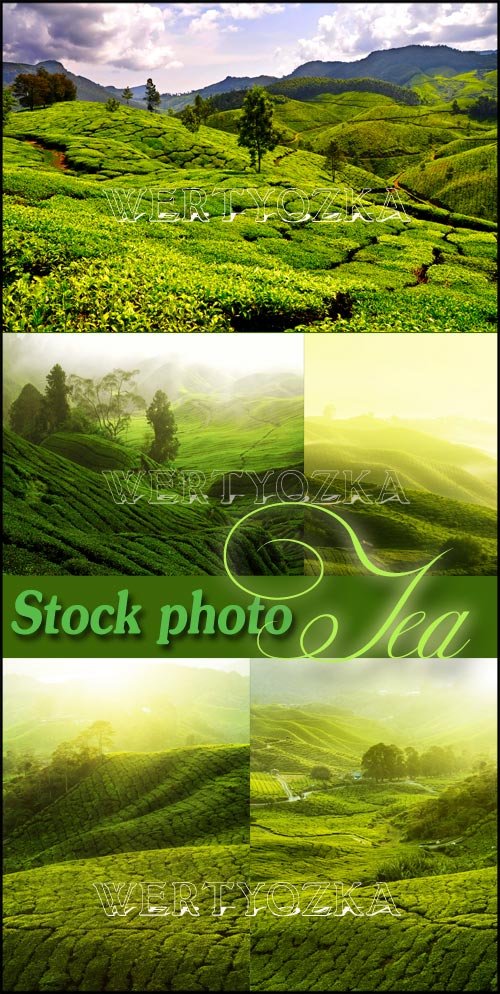 Чайные плантации на горных вершинах / Tea plantations, tea