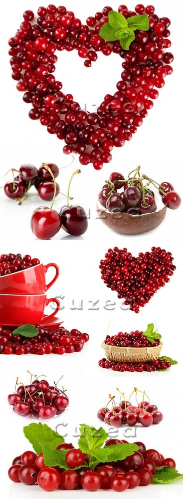 Клипарт вишни, черешни и красной смородины на белом фоне - stock photo