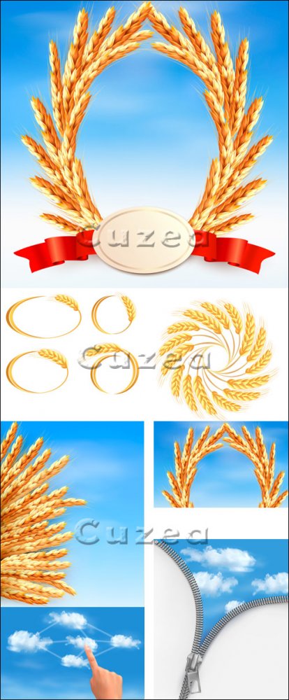 Колосья пшеницы в векторе / Wheat ears - vector stock