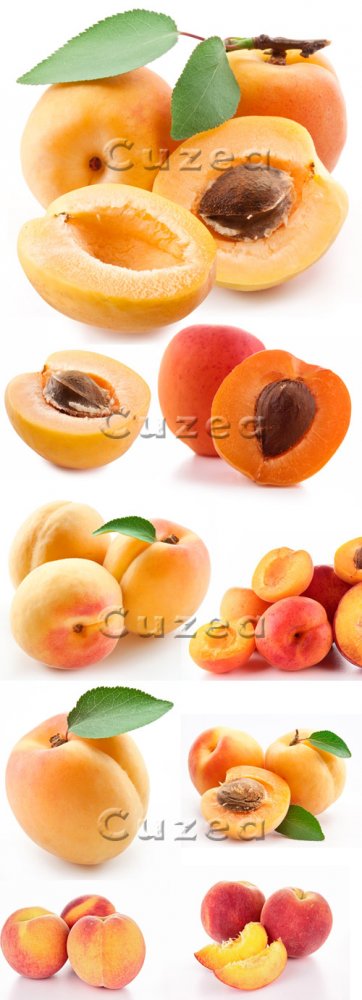 Абрикосы на белом фоне / Apricots on white background - stock photo