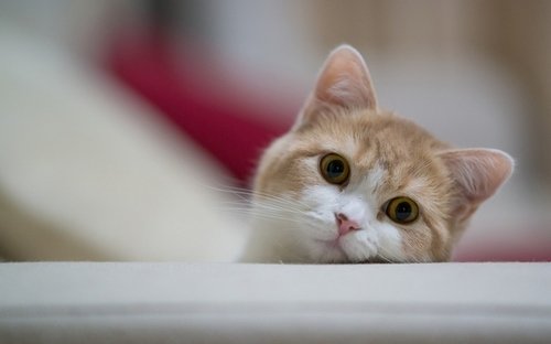 Лучший сборник качественных обоев. Часть (705)