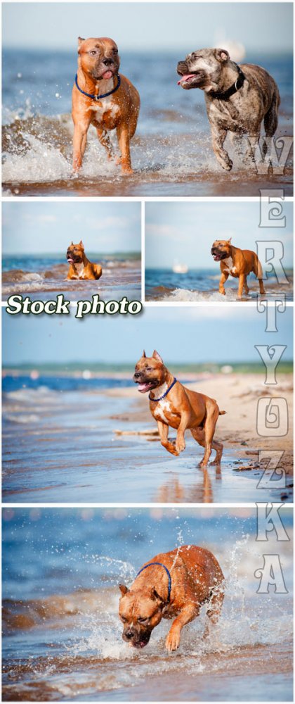Прогулка с собакой по берегу моря / Walking the dog on the beach - raster clipart