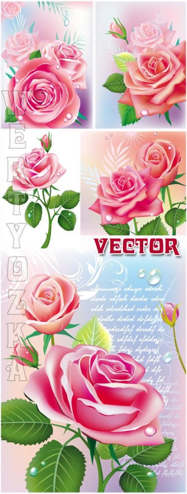 Прекрасные розовые розы / Beautiful pink roses - vector clipart