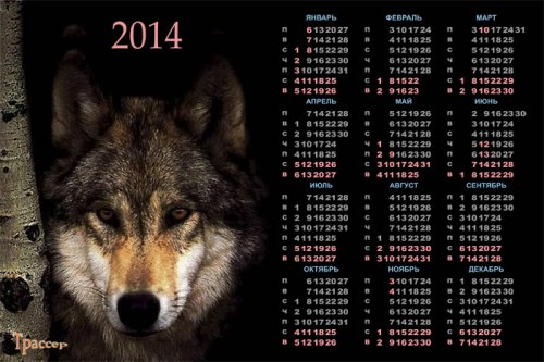 Календарь на 2014 год  -  Волк на охоте