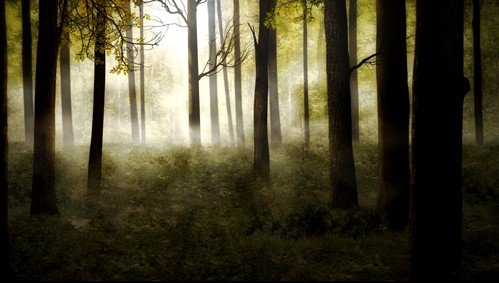 HD футаж Утренний лес