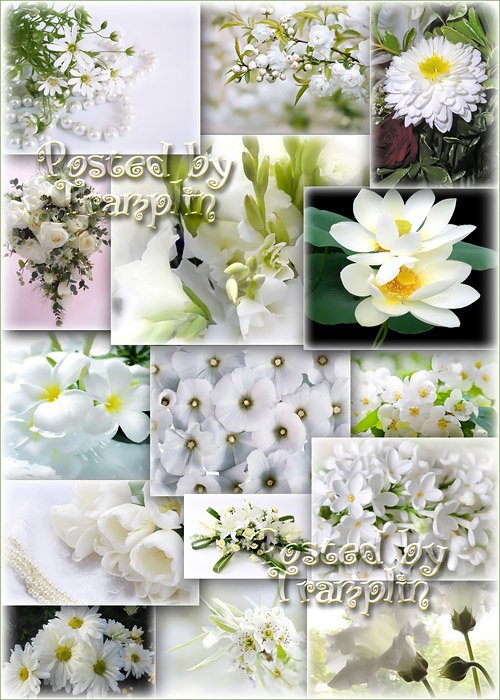 Клипарт-фоны – Белые цветы