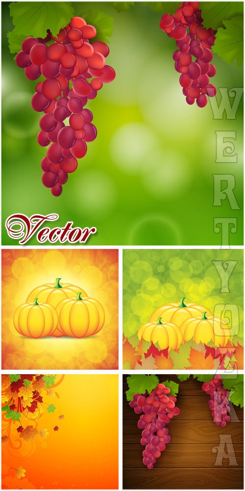 Осенние фоны с виноградом и тыквой / Autumn background with grapes and pumpkin - vector