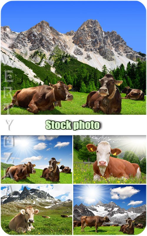 Животный мир, коровы /  Animal world, cows - Raster clipart